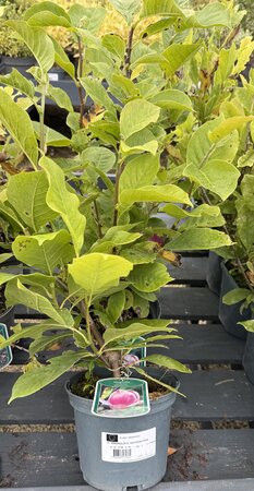 MAGNOLIA S. SATISFACTION