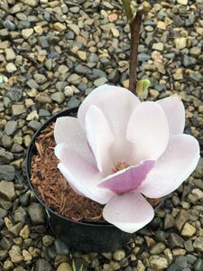 MAGNOLIA S. SATISFACTION - image 4