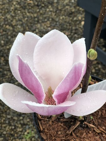 MAGNOLIA S. SATISFACTION - image 2