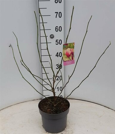 Magnolia soulangeana 50-60 CM