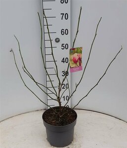 Magnolia soulangeana 50-60 CM