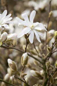 MAGNOLIA stellata Royal Star 120-140cm