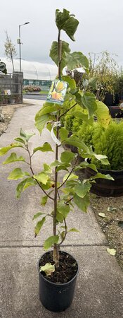 MAGNOLIA SUNSATION
