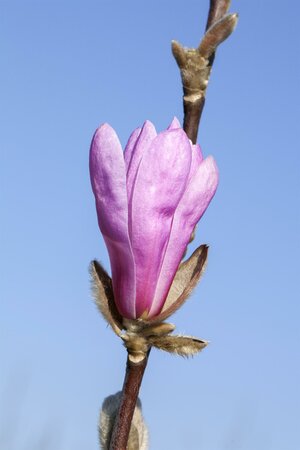 MAGNOLIA SUSAN