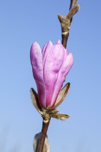 MAGNOLIA SUSAN