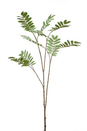 Mahonia branch x10 XL green 150cm