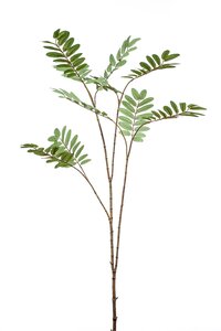 Mahonia branch x10 XL green 150cm