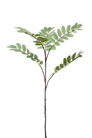 Mahonia branch x5 green 105cm