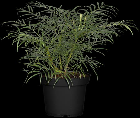 MAHONIA eur. Soft Caress