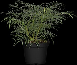 MAHONIA eur. Soft Caress