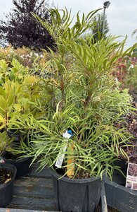 MAHONIA 'Soft Caress'