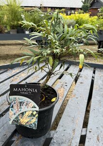 Mahonia 'Vulcano' (Myoy)
