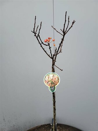 Malus 'Adirondack'  80 CM STEM