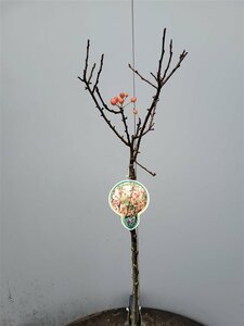 Malus 'Adirondack'  80 CM STEM