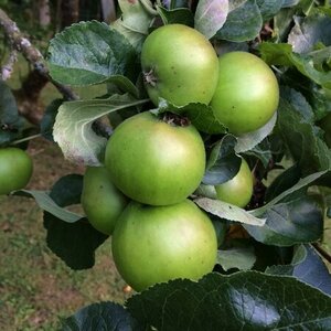 Malus d. 'Bramley's Seedling' - image 2