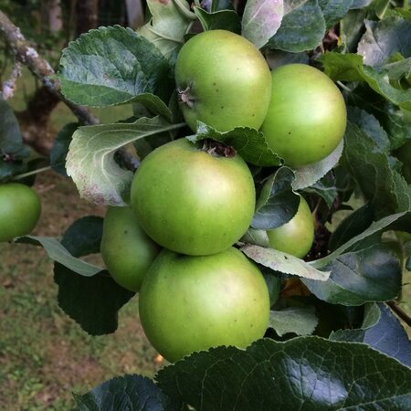 Malus d. 'Bramley's Seedling'