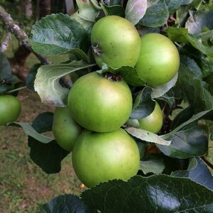 Malus d. 'Bramley's Seedling' - image 1