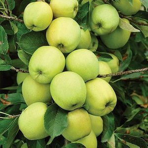 Malus d. 'Golden Delicious'