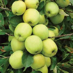 Malus d. 'Golden Delicious'