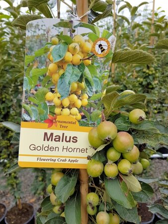 MALUS GOLDEN HORNET