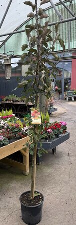 MALUS JOHN DOWNIE - image 2