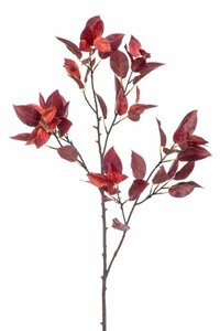 Malus Leaf Branch