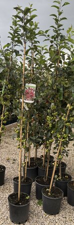 MALUS RED SENTINEL