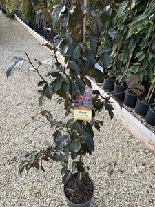 MALUS TORINGO FREJA