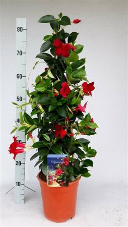 Mandevilla 'Rio Red'
