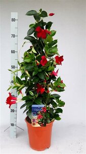 Mandevilla 'Rio Red'