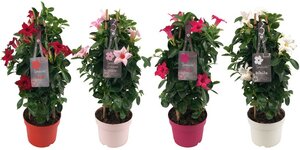 Mandevilla Sund Mix Tower