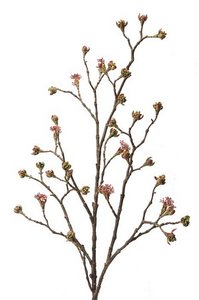 Maple Fruit Branch