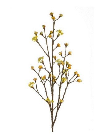 Maple Fruit Branch