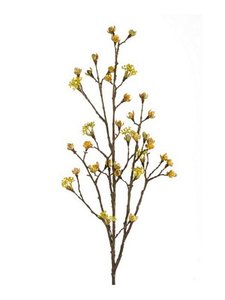Maple Fruit Branch