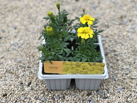 Marigold Bonanza Yellow Cellpak
