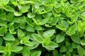 MARJORAM  1.5L