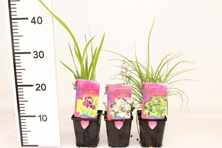Marsh/Marginal plant mix - D and M Garden Centre