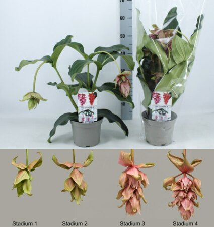 Medinilla magn. 'Dolce Vita'