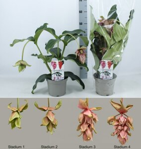 Medinilla magn. 'Dolce Vita'