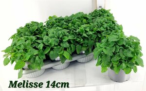 Melissa officinalis