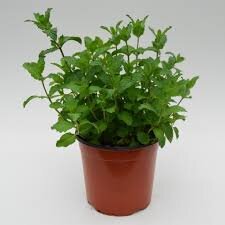 Mentha spicata 'Maroccan'