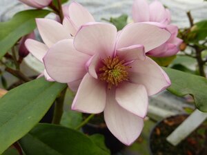 Michelia 'Fairy Magnolia Blush'®