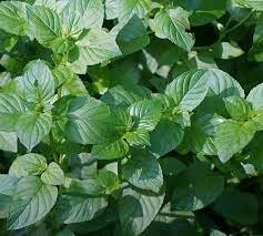 Mint, Basil