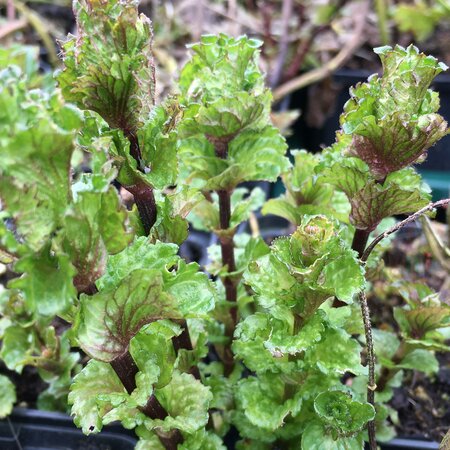 Mint, Curley