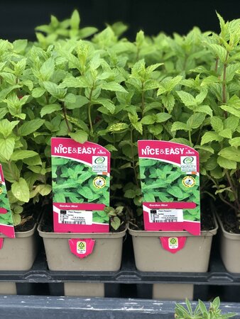 Mint, Garden