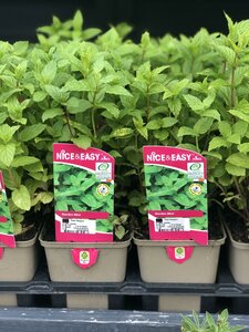 Mint, Garden