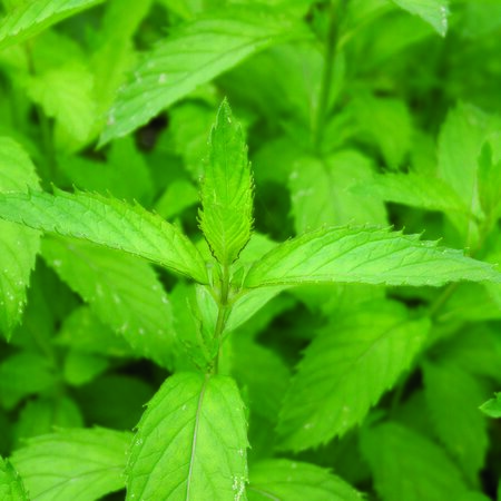 Mint, Orange