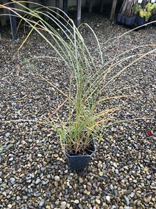 Miscanthus s. 'Red Chief'