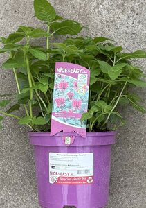 Monarda 'Cambridge Scarlet'