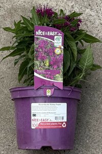 Monarda did 'Balmy Purple'